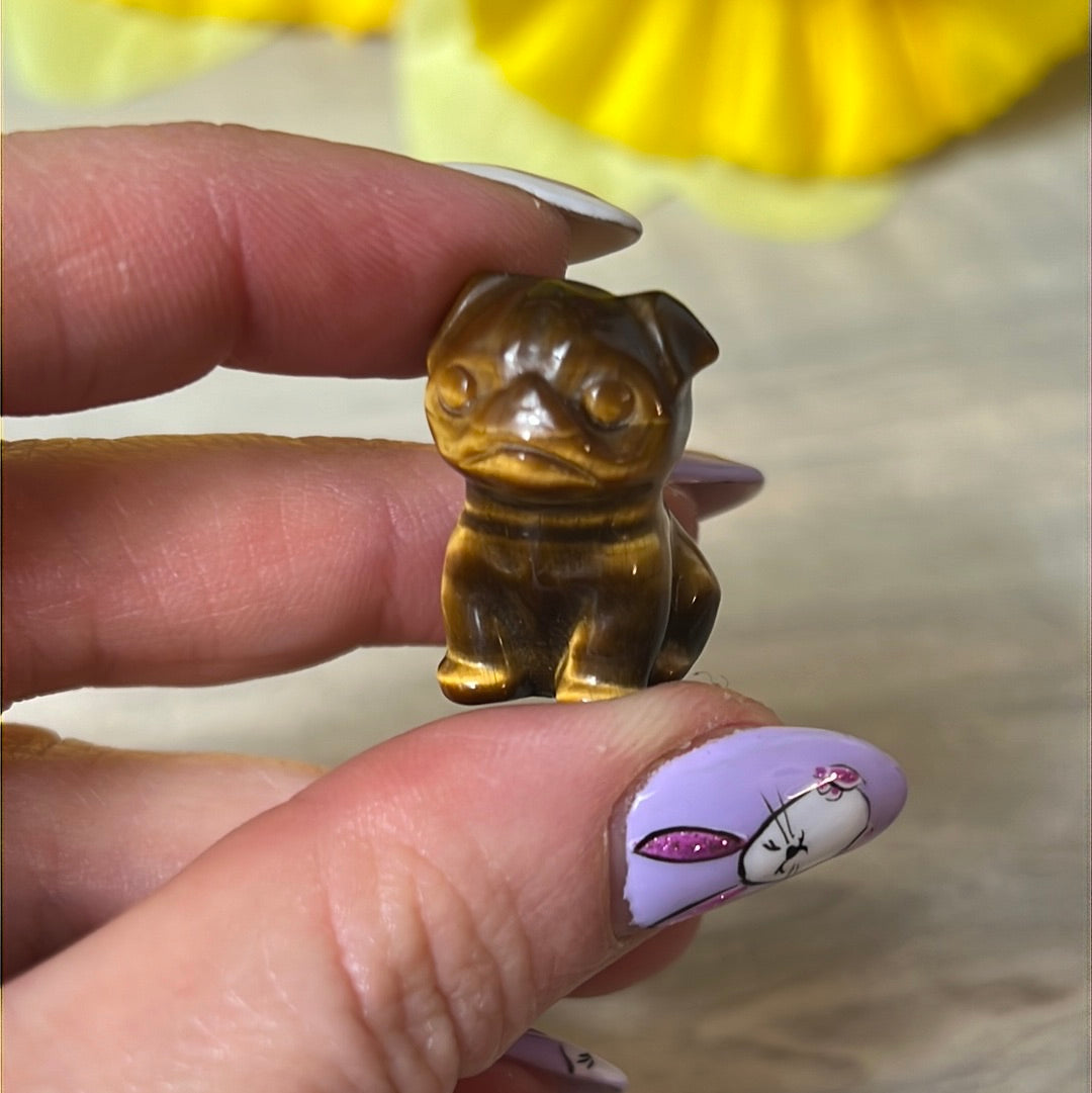 Tigers eye dog / pug