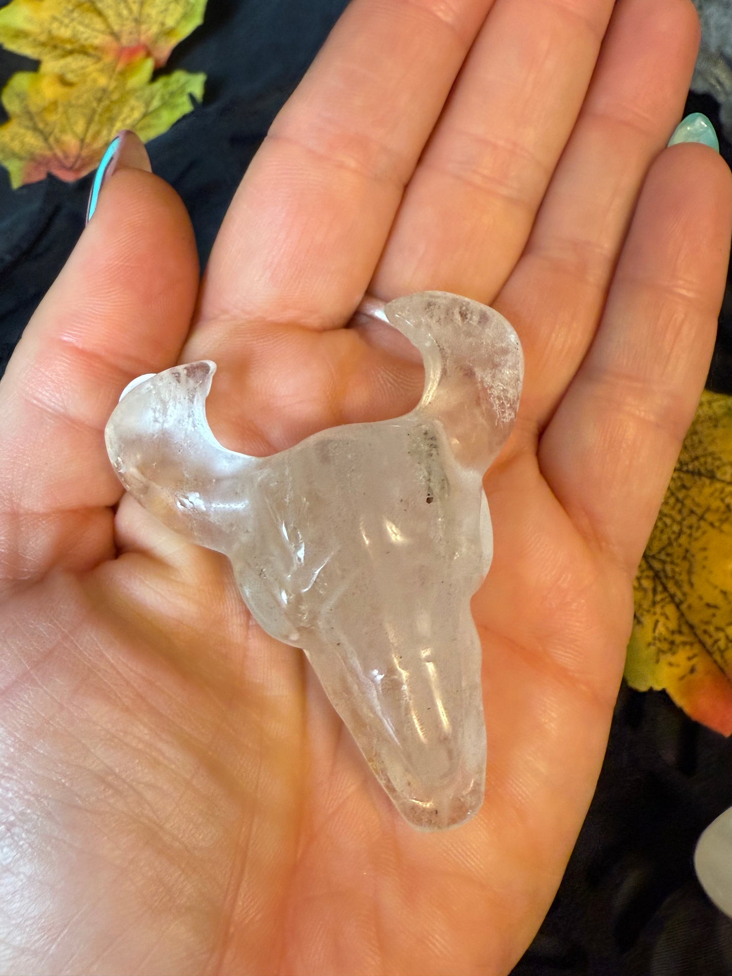 Ox Bull Skulls