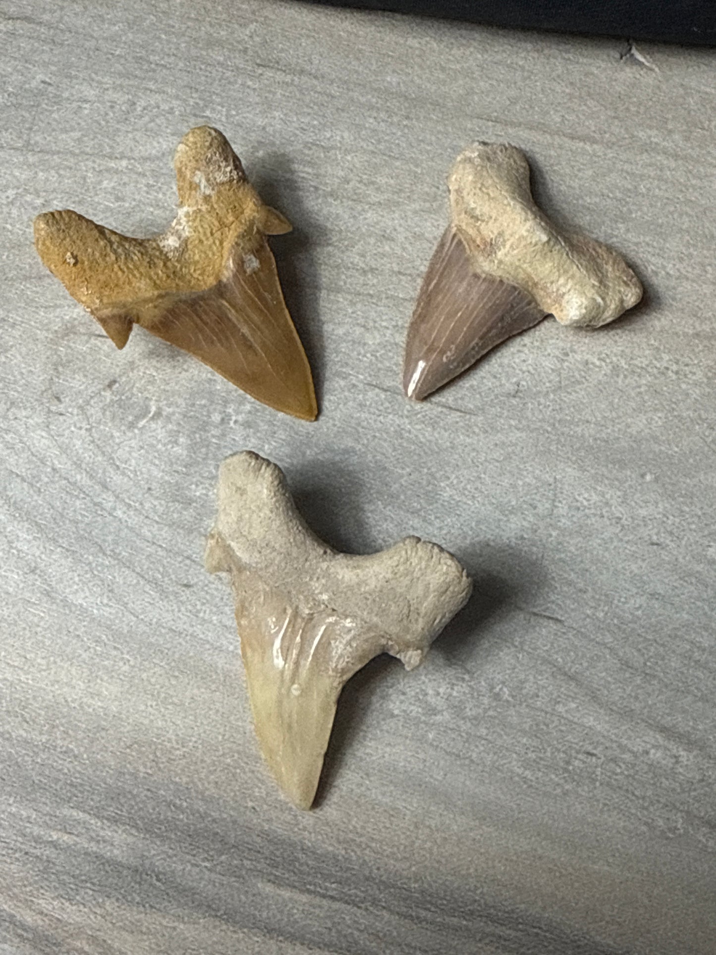 Fossil Tooth