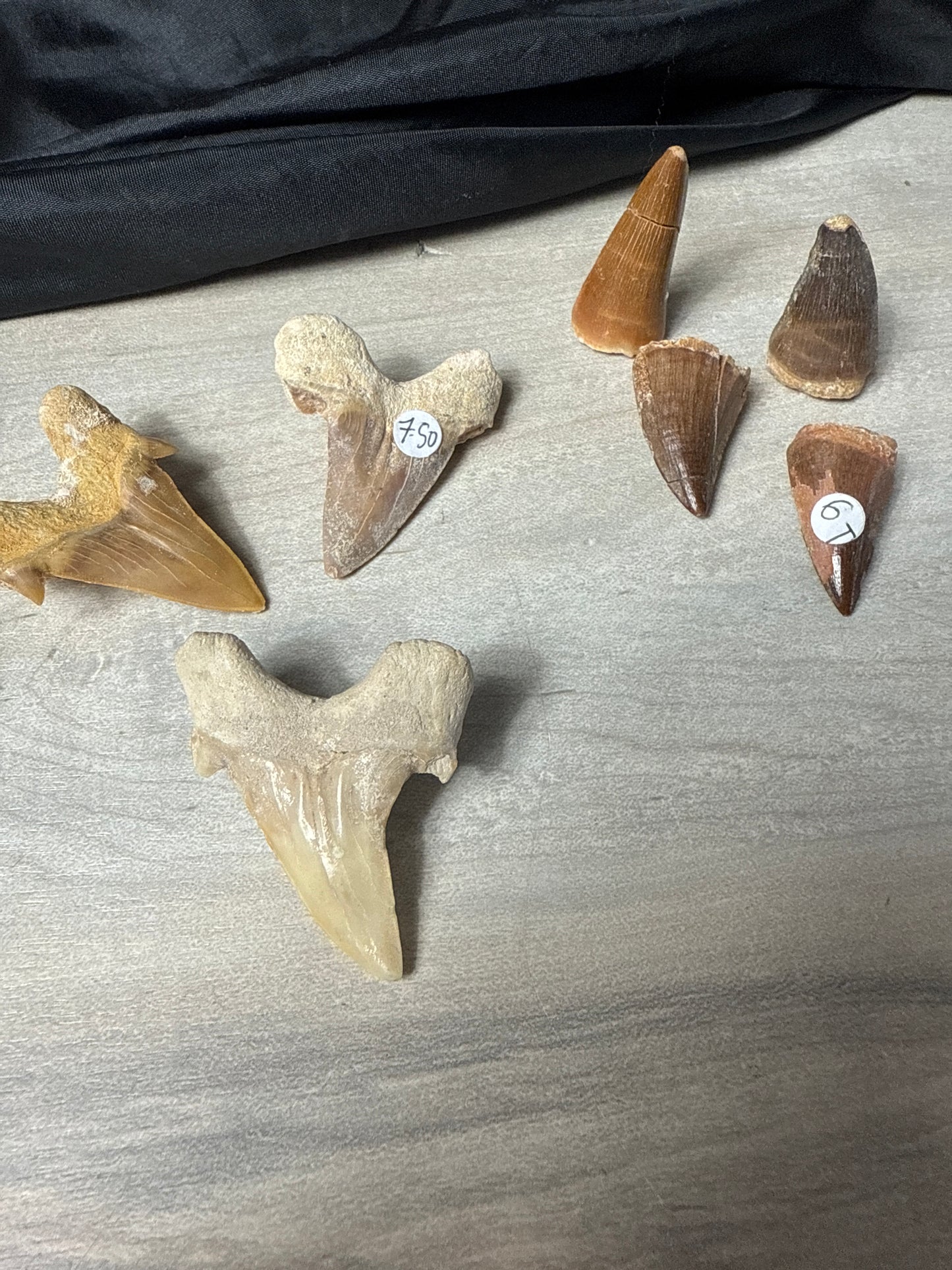 Fossil Tooth