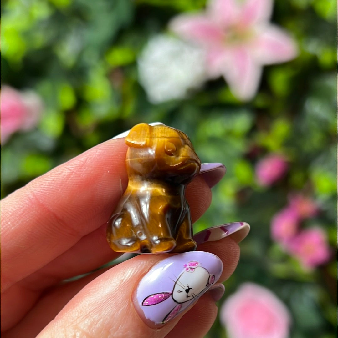 Tigers eye dog / pug