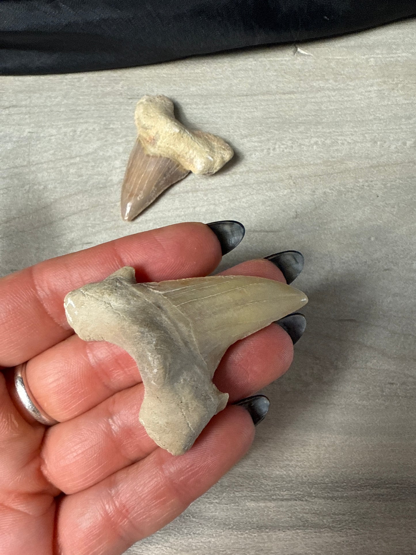 Fossil Tooth