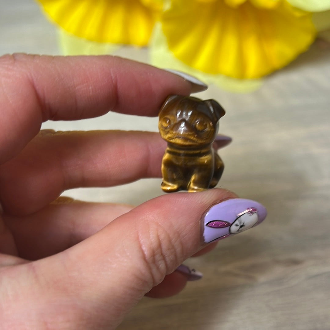 Tigers eye dog / pug