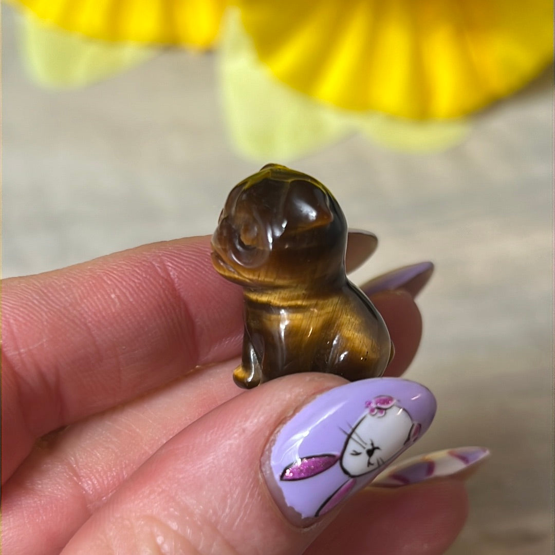 Tigers eye dog / pug