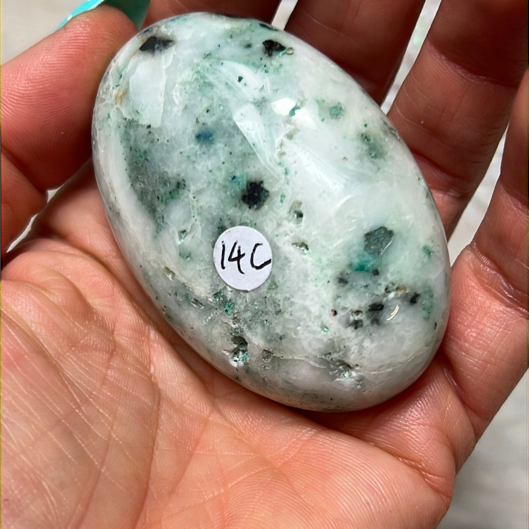 Phoenix Pine Fynechenite Palm