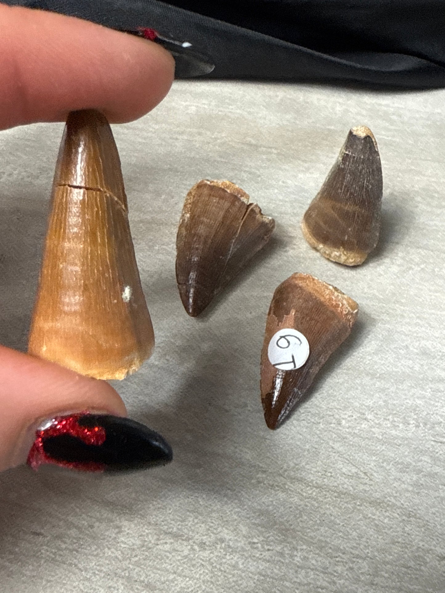 Fossil Tooth
