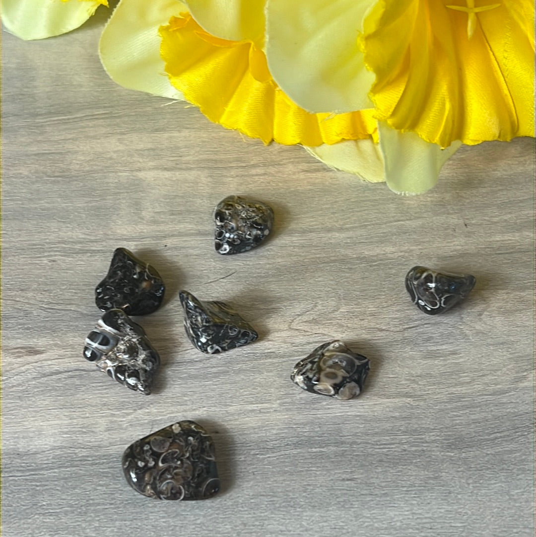 XS Turteilla Fossil Tumble Tumblestone