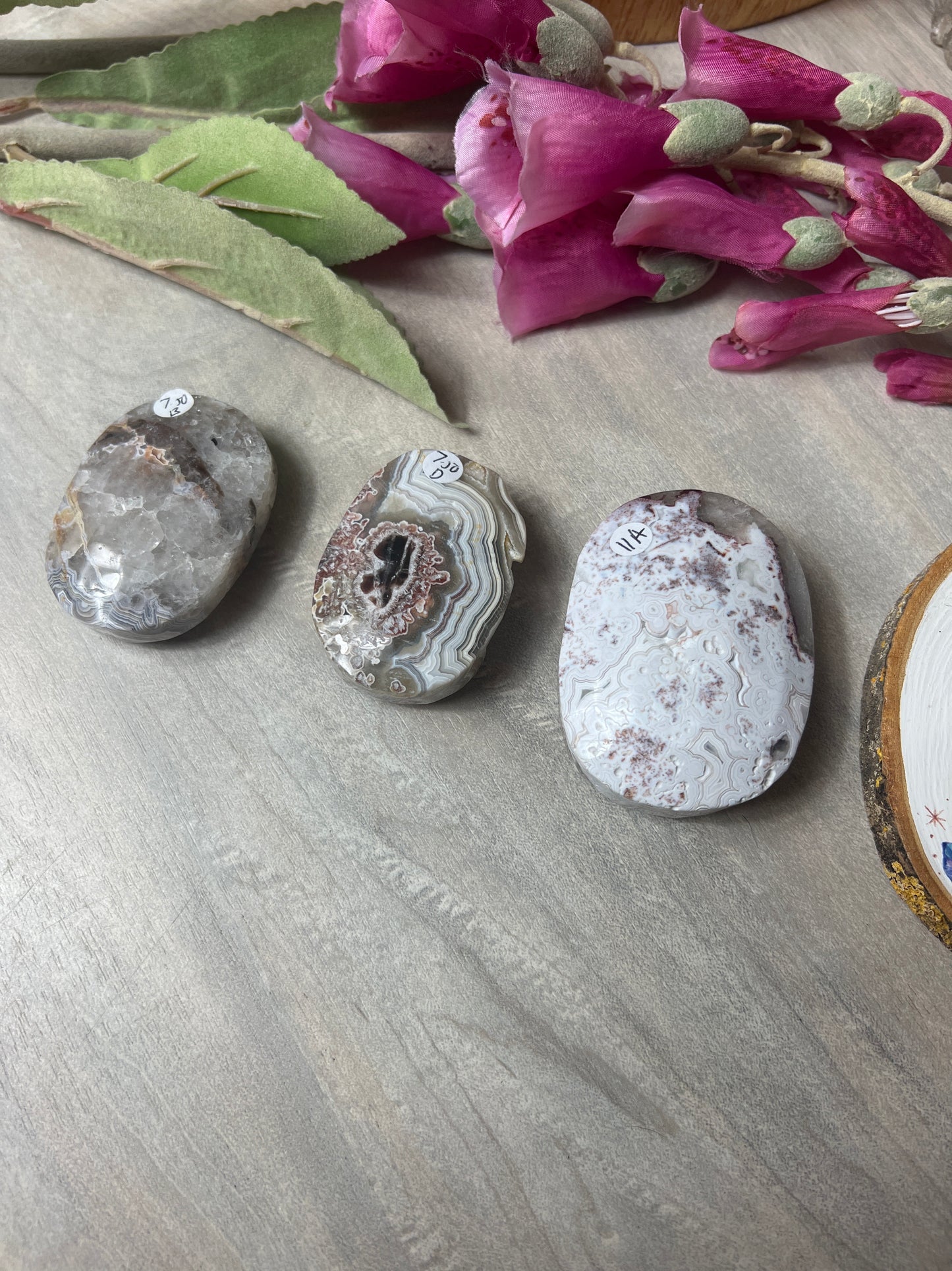 Mexican Crazy Agate Palm