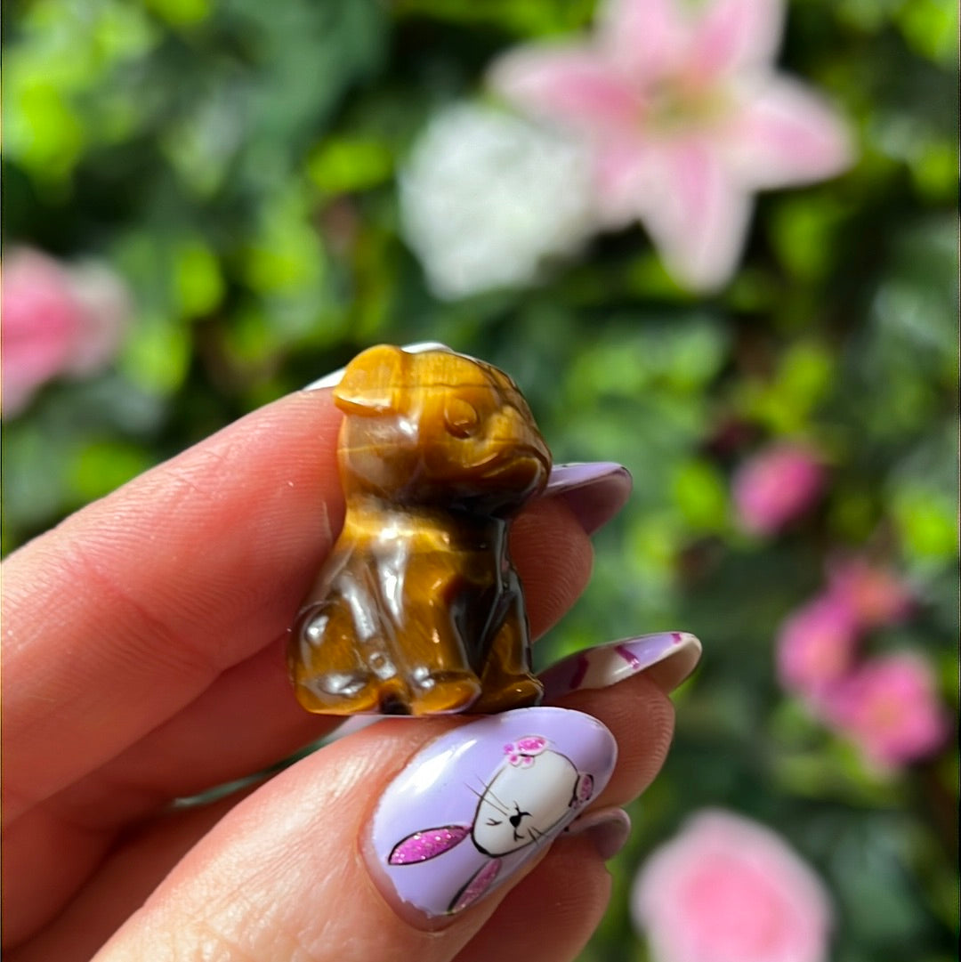 Tigers eye dog / pug