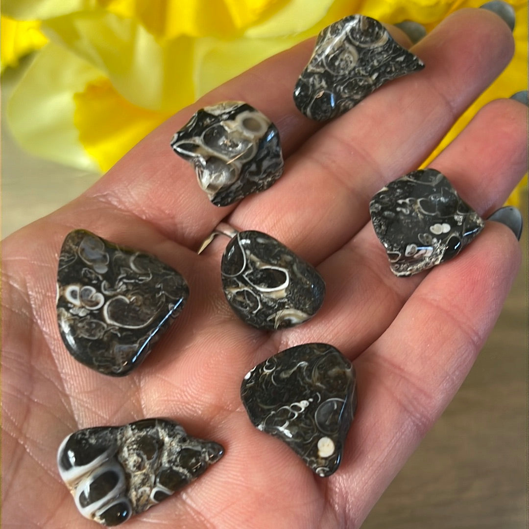 XS Turteilla Fossil Tumble Tumblestone