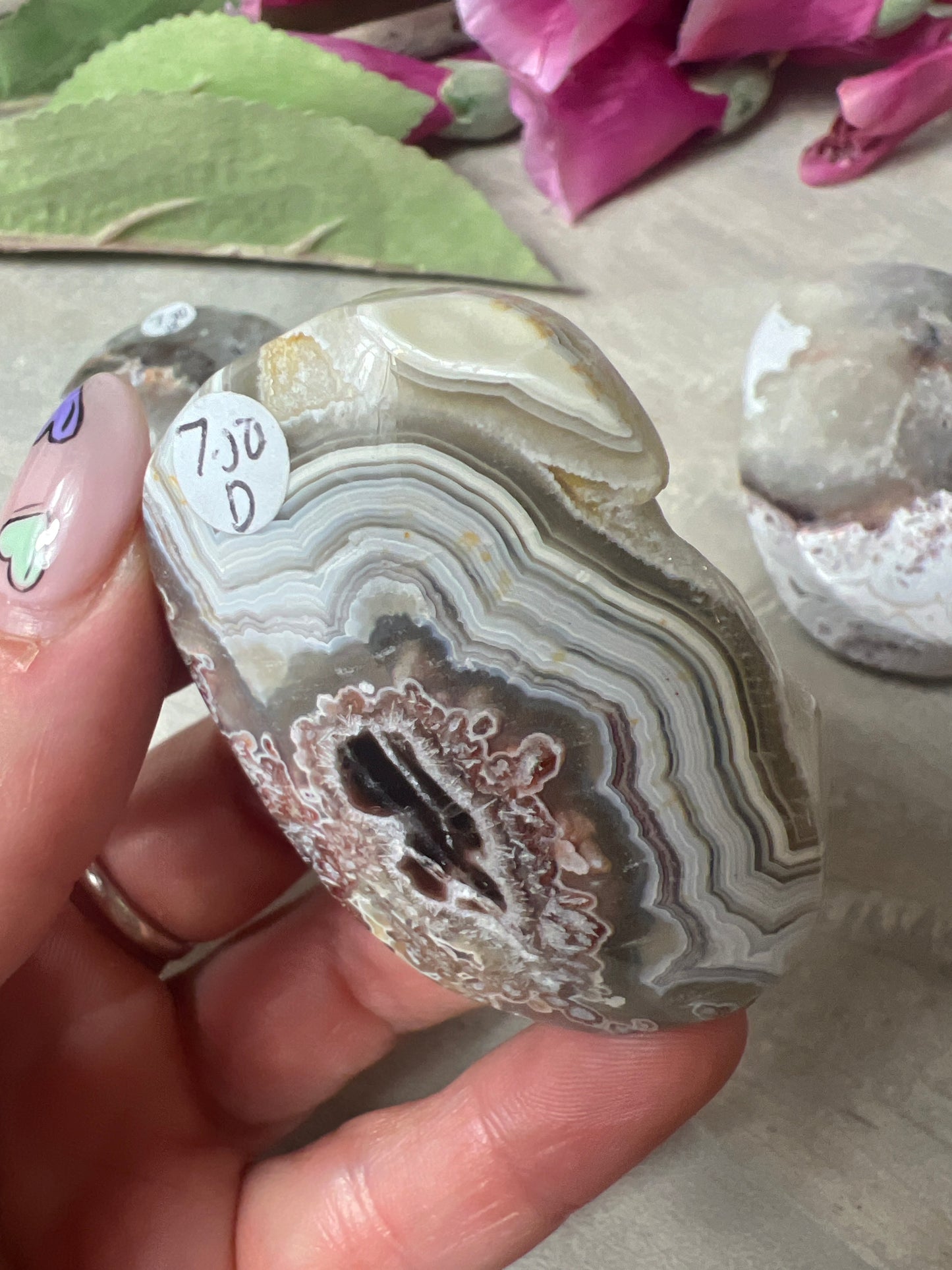 Mexican Crazy Agate Palm