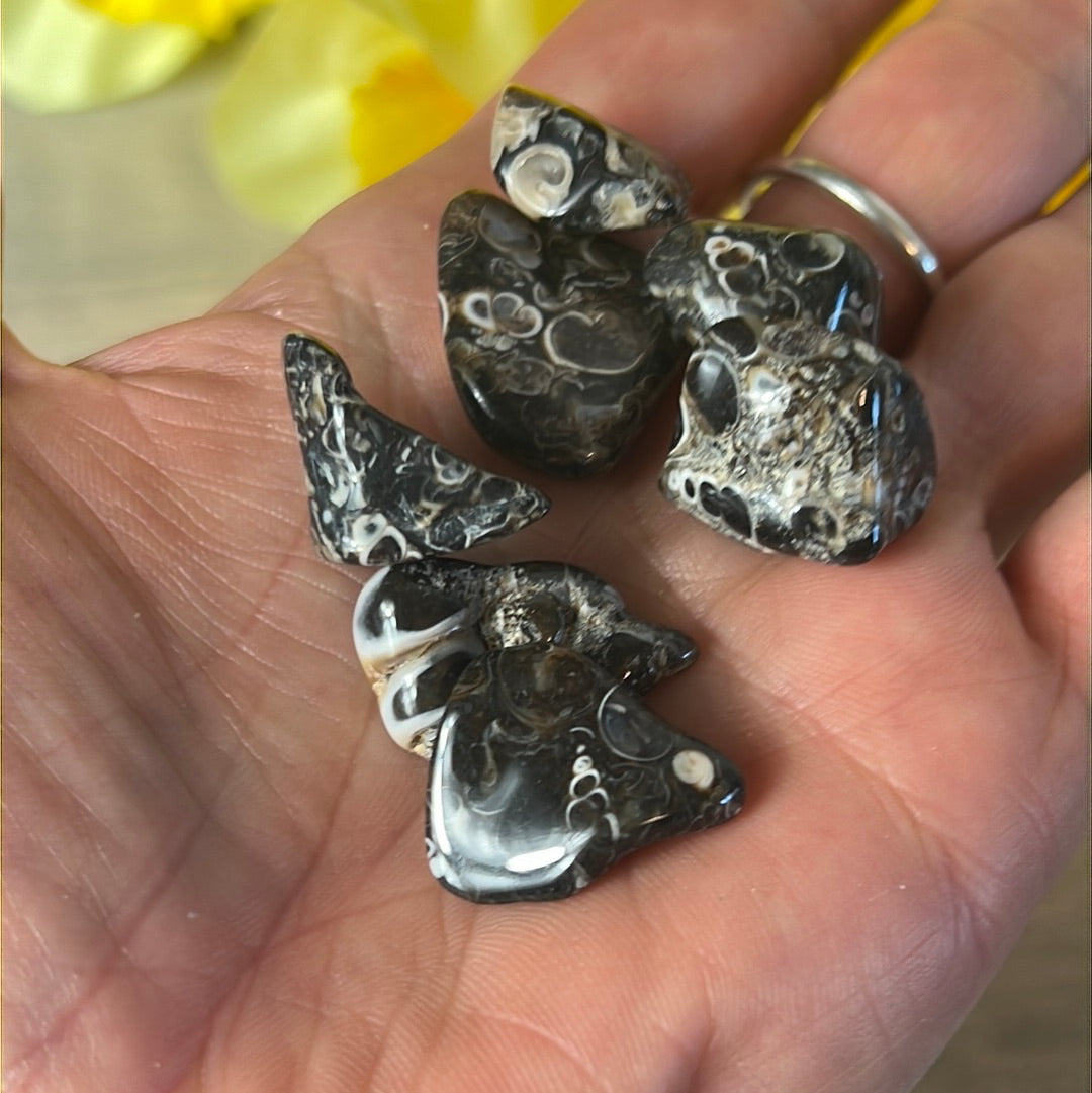 XS Turteilla Fossil Tumble Tumblestone