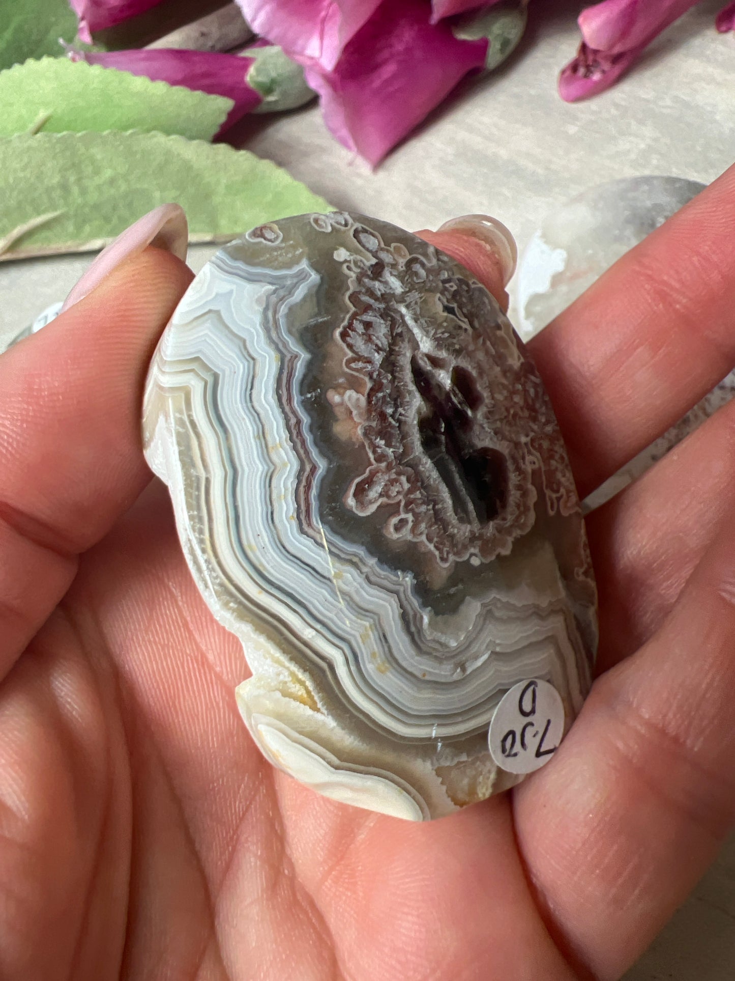 Mexican Crazy Agate Palm