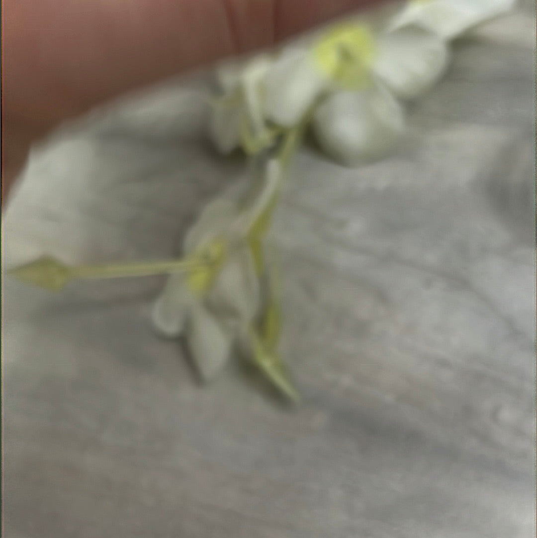 Amber Insect Specimen