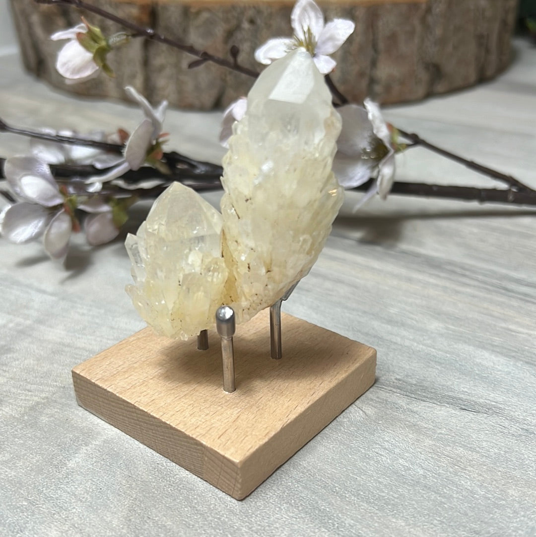 Wood Specimen Sphere Display Stand