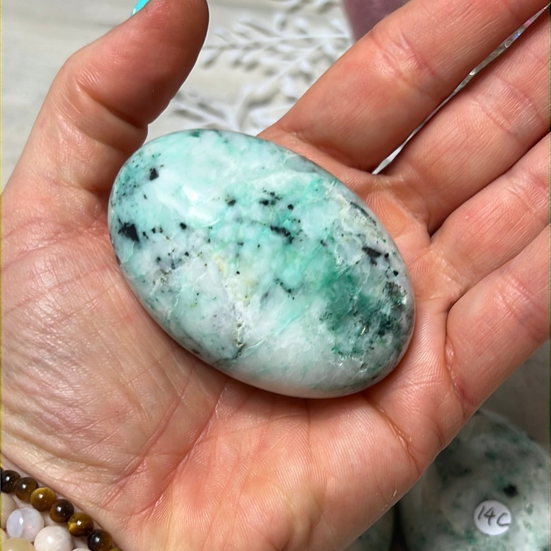Phoenix Pine Fynechenite Palm
