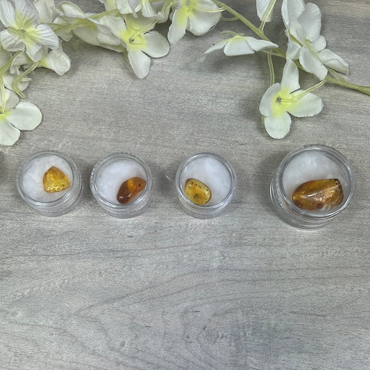 Amber Insect Specimen