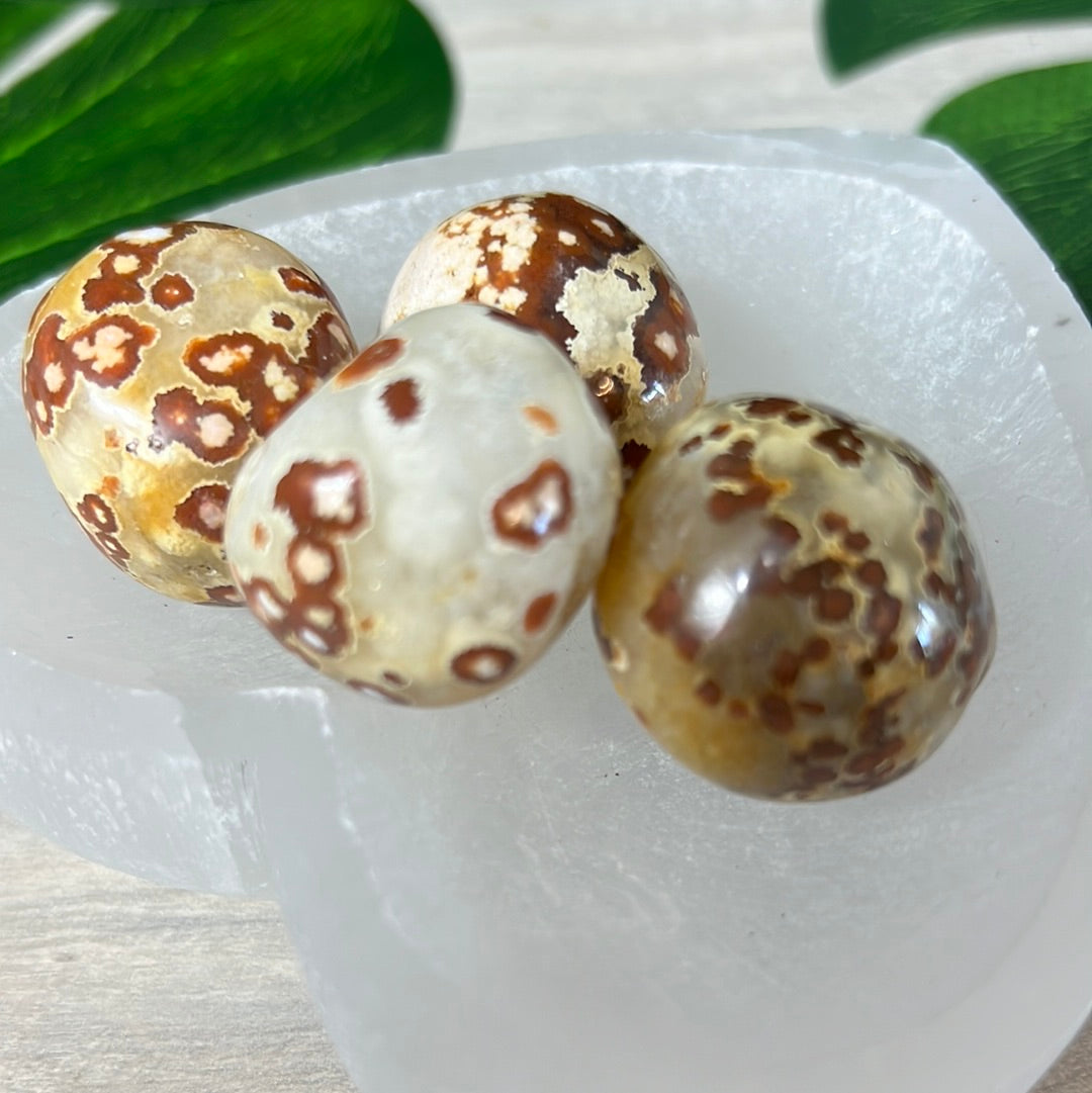 Large Obicular Ocean Jasper OJ Tumble Tumblestone