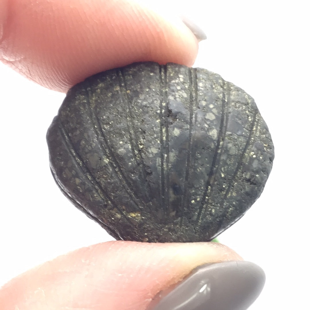 Pyrite Shell