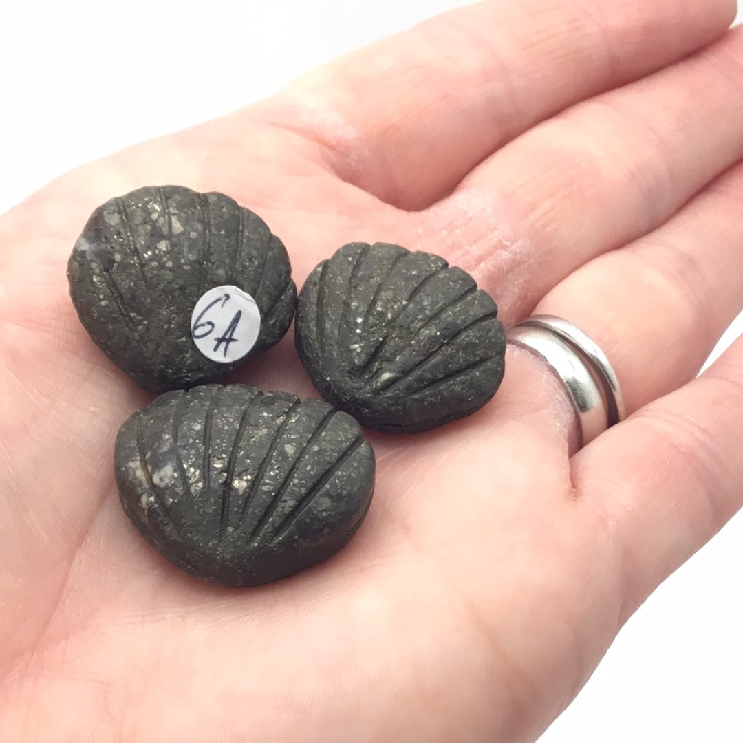 Pyrite Shell
