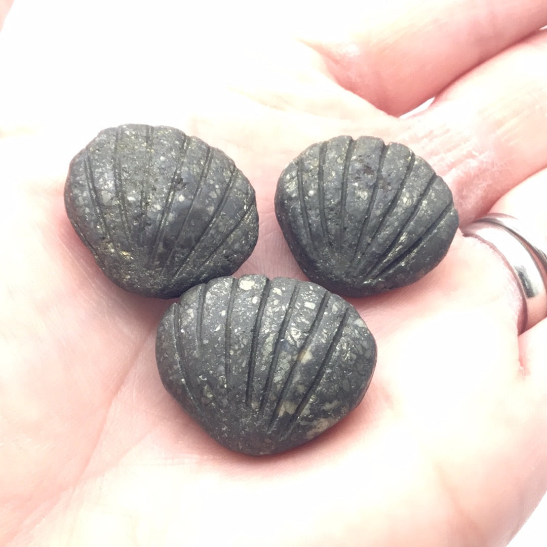 Pyrite Shell