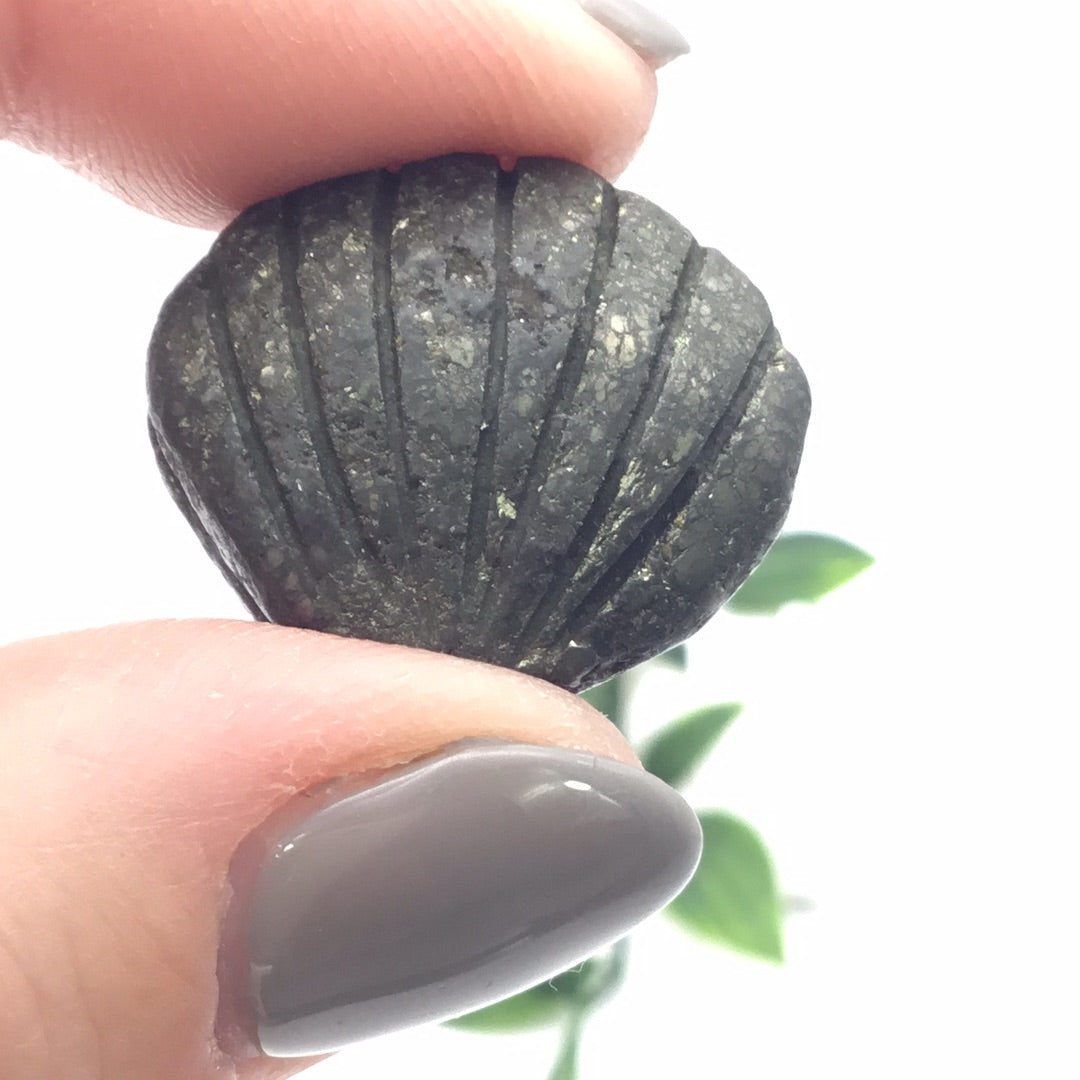 Pyrite Shell