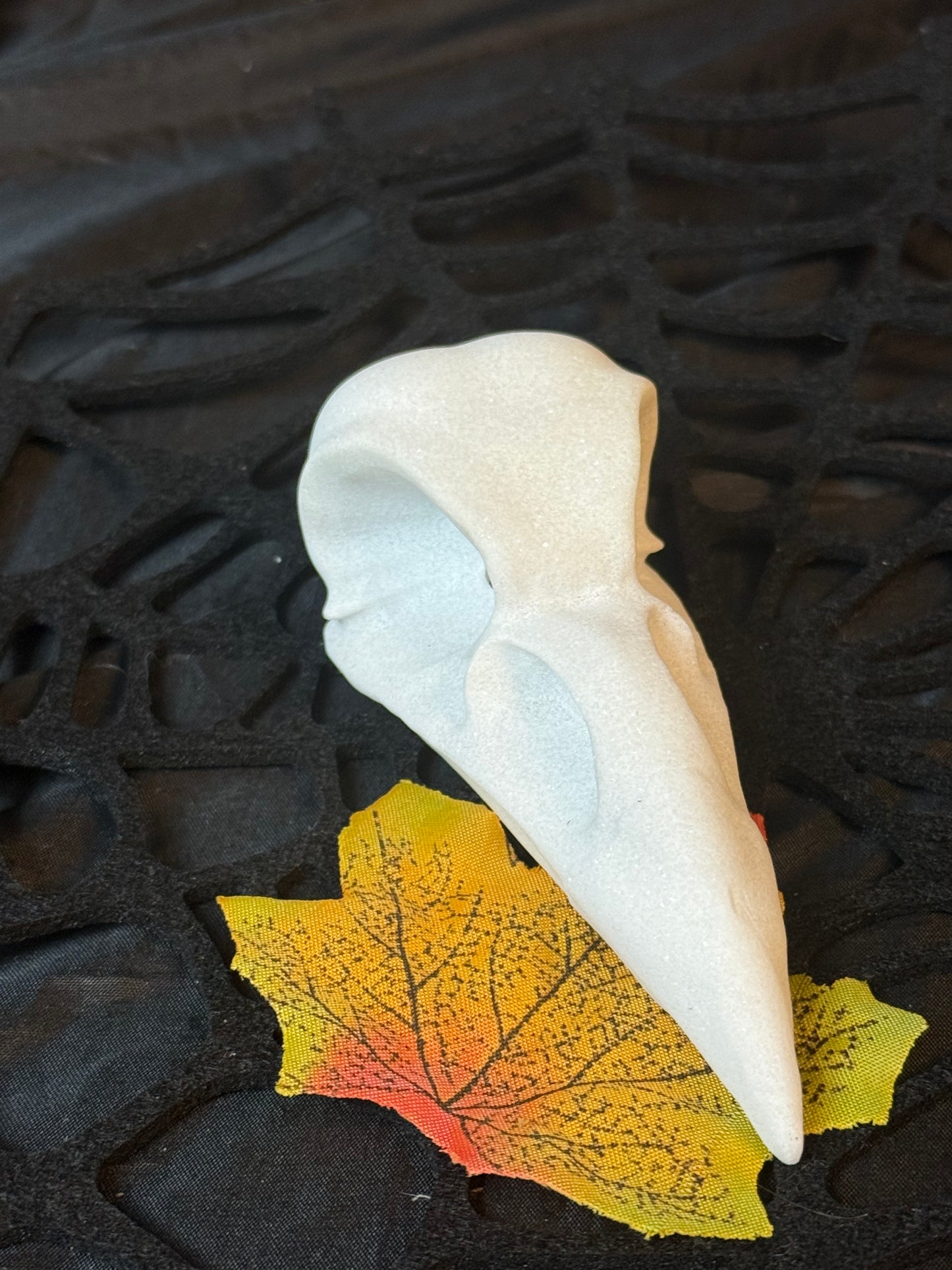 Large Raven Crow Skull