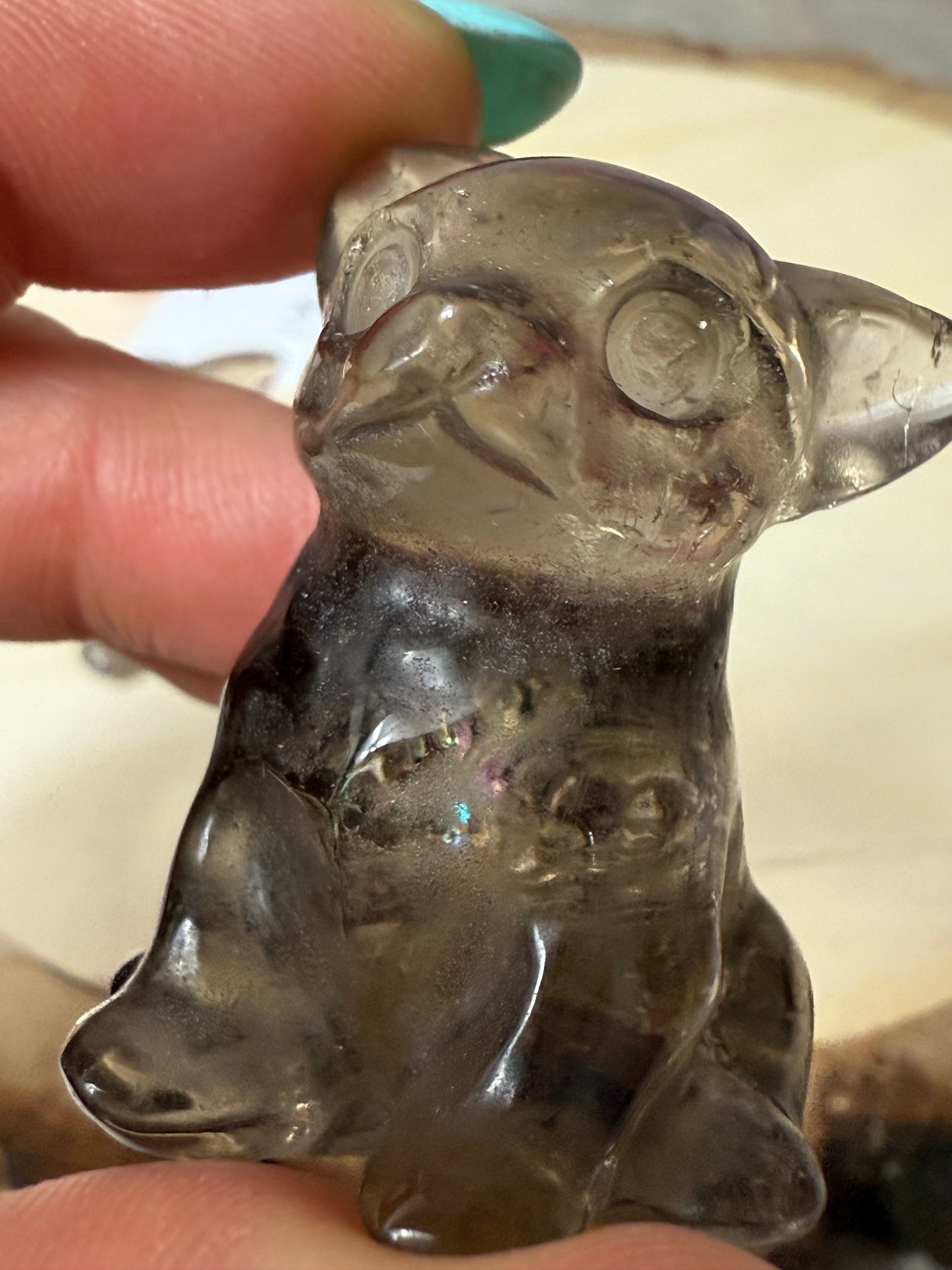 Smoky Dog / Chihuahua